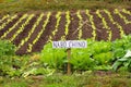 Spanish language sign Nabo Chino or Chinese Turnip Royalty Free Stock Photo