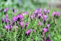 Spanish lavender blooming in Auckland Botanic Gardens