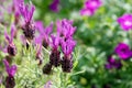 Spanish lavender flowers Royalty Free Stock Photo