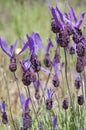 Spanish lavender, Lavandula stoechas Royalty Free Stock Photo