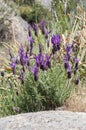 Spanish lavender, Lavandula stoechas