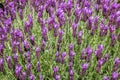 Spanish lavender Royalty Free Stock Photo