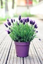 Spanish lavender plant Royalty Free Stock Photo