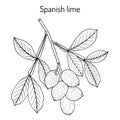 Spanish lime Melicoccus bijugatus , or ginepa, mamoncillo, medicinal plant