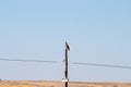 Short-toed snake eagle, Llanos de Caceres, Spain Royalty Free Stock Photo