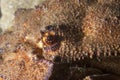 Spanish Lobster Macro Royalty Free Stock Photo