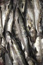 Spanish Mackerel Royalty Free Stock Photo