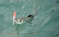 Spanish mackerel fish caught on hook and fishing line Royalty Free Stock Photo