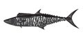 Spanish mackerel Scomberomorus commerson illustration