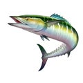 Spanish Mackerel wahoo green fish big fish on white realistic illustration isolate Royalty Free Stock Photo