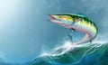 Spanish Mackerel wahoo green fish big fish on white realistic illustration Royalty Free Stock Photo