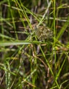 Spanish Marbled White Butterfly