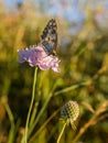 Spanish Marbled White on purple flower