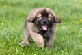 Spanish Mastiff Royalty Free Stock Photo