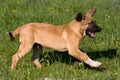 Spanish Mastiff Royalty Free Stock Photo