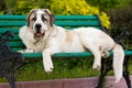 Spanish Mastiff Royalty Free Stock Photo
