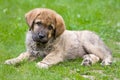 Spanish Mastiff Royalty Free Stock Photo