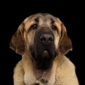 Spanish Mastiff Dog isolated on a black background Royalty Free Stock Photo