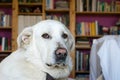 Spanish Mastiff lying on sofa with library on background Royalty Free Stock Photo