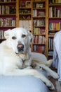 Spanish Mastiff lying on sofa with library on background Royalty Free Stock Photo