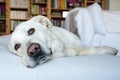 Spanish Mastiff lying on sofa with library on background Royalty Free Stock Photo