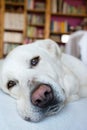 Spanish Mastiff lying on sofa with library on background Royalty Free Stock Photo