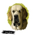 Spanish Mastiff Mastin espanol de campo y trabajo digital art. Watercolor portrait closeup of pet muzzle originated from Royalty Free Stock Photo