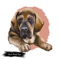 Spanish Mastiff Mastin espanol de campo y trabajo digital art. Watercolor portrait closeup of pet muzzle originated from Spain