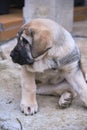 Spanish mastiff puppy sitting and looking away Royalty Free Stock Photo