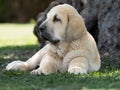 Spanish Mastiffs puppy lying on the grass Royalty Free Stock Photo