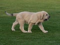 Spanish Mastiffs puppy walking on the grass Royalty Free Stock Photo