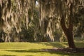 Spanish moss Royalty Free Stock Photo