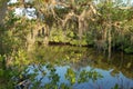 Spanish Moss