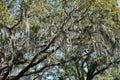 Spanish Moss Adorning Southern Live Oak Trees