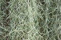 Spanish Moss background