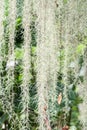 Spanish Moss background (Tillandsia usneoides) Royalty Free Stock Photo