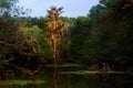 Spanish Moss Backwater Swamp