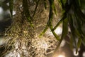 Spanish moss, Beautiful nature background at sunset Royalty Free Stock Photo