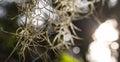 Spanish moss, Beautiful nature background at sunset Royalty Free Stock Photo