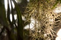 Spanish moss, Beautiful nature background at sunset Royalty Free Stock Photo