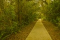 Spanish Moss Covered Pathway in Sunlight and Shadows