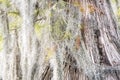 Spanish Moss curtains hanging on Cypress tree buttress in the Okefenokee Swamp Georgia Royalty Free Stock Photo