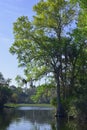 Cypress Tree At Salt Springs Run