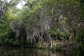 Spanish Moss Draped on Trees in the Bayou Royalty Free Stock Photo