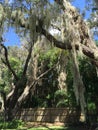 Spanish Moss and Fence