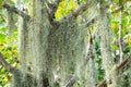 Spanish moss in the garden, Selective focus, Abstract pattern background Royalty Free Stock Photo