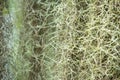 Spanish moss in the garden, Selective focus, Close up shot, Abstract pattern background Royalty Free Stock Photo