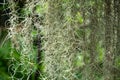 Spanish moss in the garden, Selective focus, Close up shot, Abstract pattern background Royalty Free Stock Photo