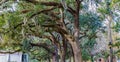 Spanish Moss on Giant Live Oak Trees at Forsythe Park Royalty Free Stock Photo