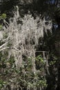 Spanish Moss growing on a Florida tree Royalty Free Stock Photo